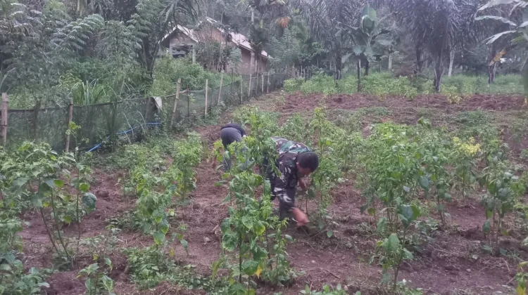 Babinsa Harau Dampingi Warga Rawat Cabai