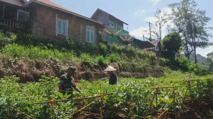Babinsa Payakumbuh Bantu Rawat Terung Warga
