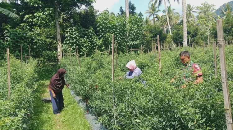 Babinsa Suliki Dampingi Panen Cabai Warga