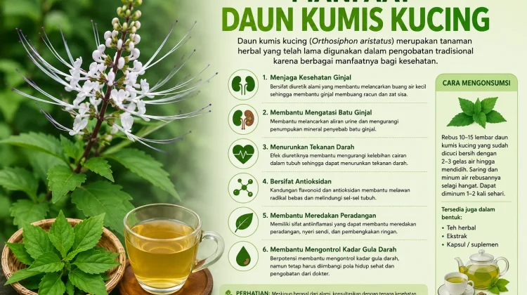 Manfaat Daun Kumis Kucing untuk Kesehatan