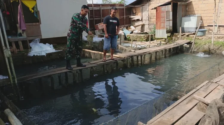 Babinsa Payakumbuh Dukung Budidaya Ikan Nila