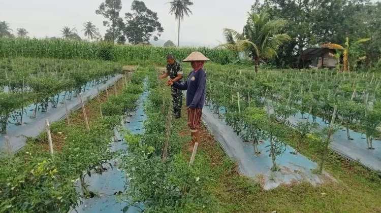 Babinsa Harau Rawat Cabai Dukung Pangan