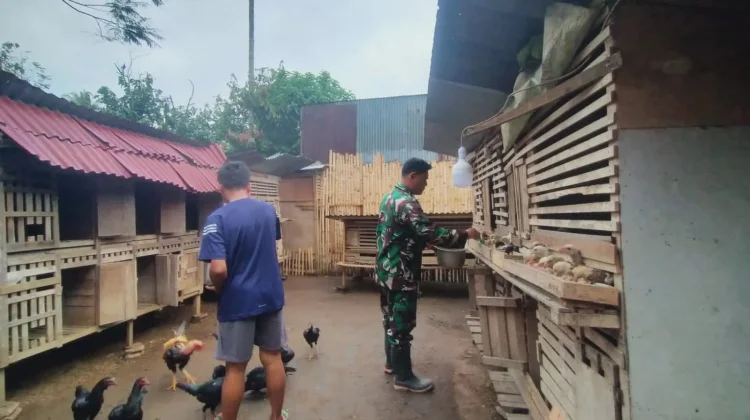 Babinsa Payakumbuh Dorong Ternak Ayam Kampung