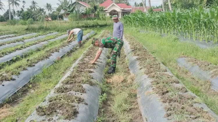 Babinsa Harau Dukung Budidaya Cabai Petani