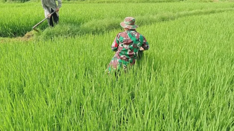 Babinsa Akabiluru Dampingi Pemupukan Padi Petani