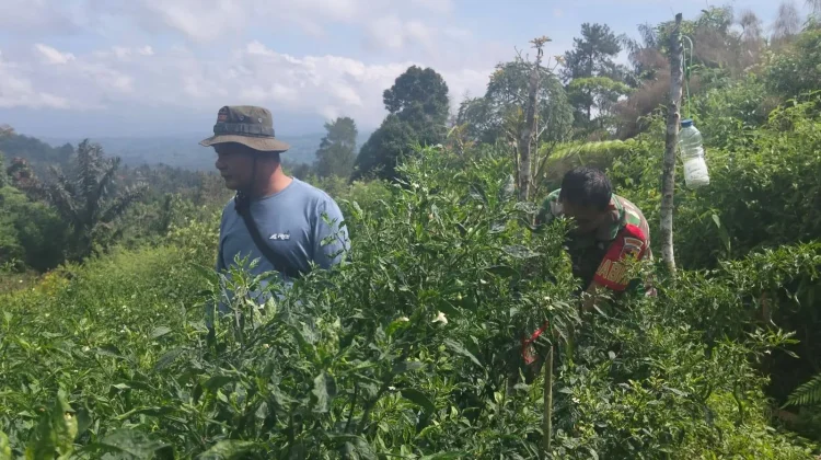 Babinsa Suliki Dampingi Panen Cabe Merah