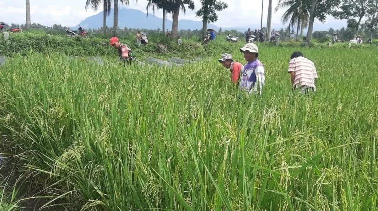 Babinsa Akabiluru Dampingi Penyiangan Gulma Padi
