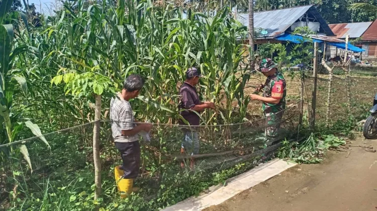 Babinsa Suliki Dampingi Perawatan Jagung Warga