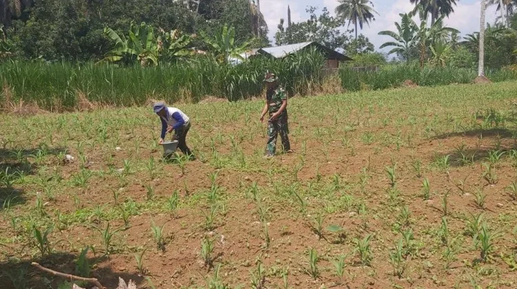 Babinsa Akabiluru Dampingi Pemupukan Jagung Petani