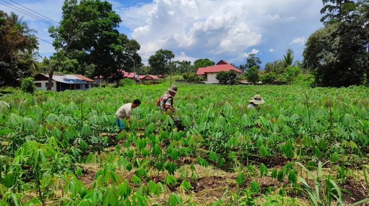 Babinsa Payakumbuh Bantu Rawat Kebun Ubi
