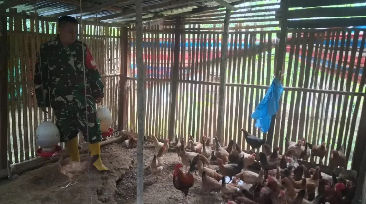 Babinsa Suliki Perhatikan Nutrisi Ayam Elba