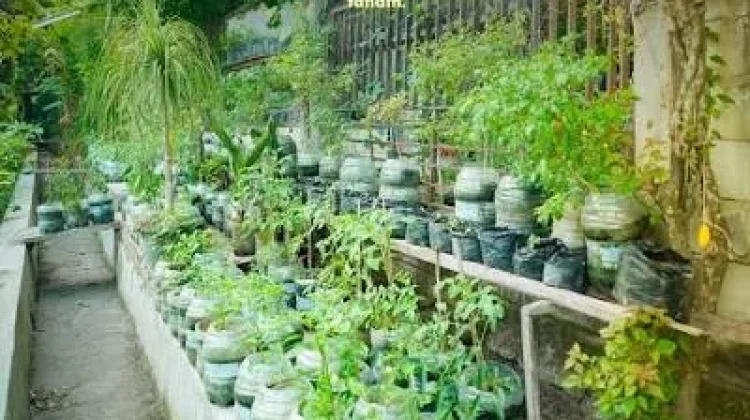 Memanfaatkan Galon Bekas Menjadi Kebun Berkelas