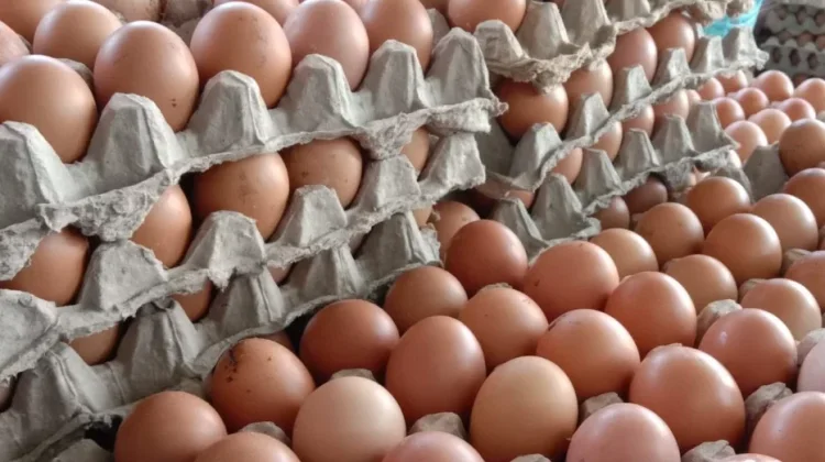 Harga Telur Ayam Kembali Melonjak  Naik Tembus 27 Ribu per Kilogram