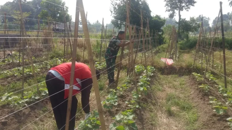 Babinsa Koramil 01 Payakumbuh Dukung Pertanian Warga Koto Panjang
