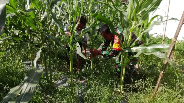 Babinsa Koramil 08/Akabiluru Bersama Warga Bersihkan Gulma di Lahan Jagung