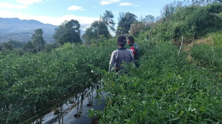 Babinsa Koramil 03/Suliki Dampingi Warga Rawat Tanaman Cabai Merah