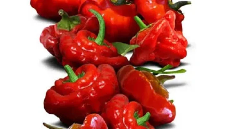 Kuliner Super Pedas Favorit Penikmat Rasa Seluruh Dunia