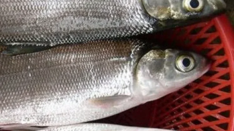 Resep Ikan Bandeng agar Tahan Lama Gurih dan Praktis Disimpan