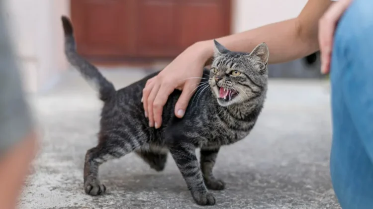 Lima Fakta Menarik tentang Kucing yang Jarang Diketahui