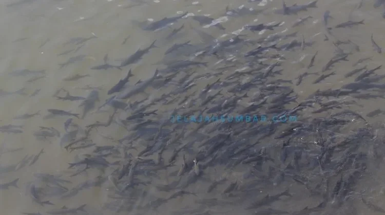 Ikan Larangan Tradisi Kearifan Lokal yang Menjaga Kelestarian Alam