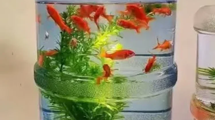 Mini Garden, "Memanfaatkan Barang Bekas untuk Dekorasi Rumah"