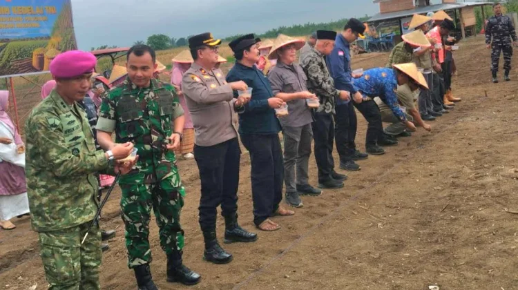 Kodim Agam Dukung Panen Raya Jagung dan Swasembada Pangan Nasional