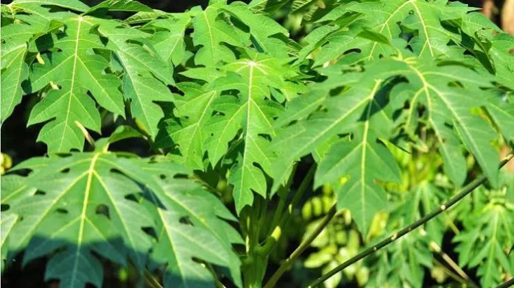 Khasiat Daun Pepaya untuk Mendukung Kesehatan Tubuh
