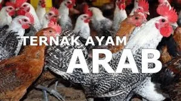 Cara Beternak Ayam Arab