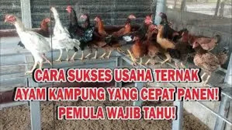 Cara Beternak Ayam Kampung agar Cepat Panen