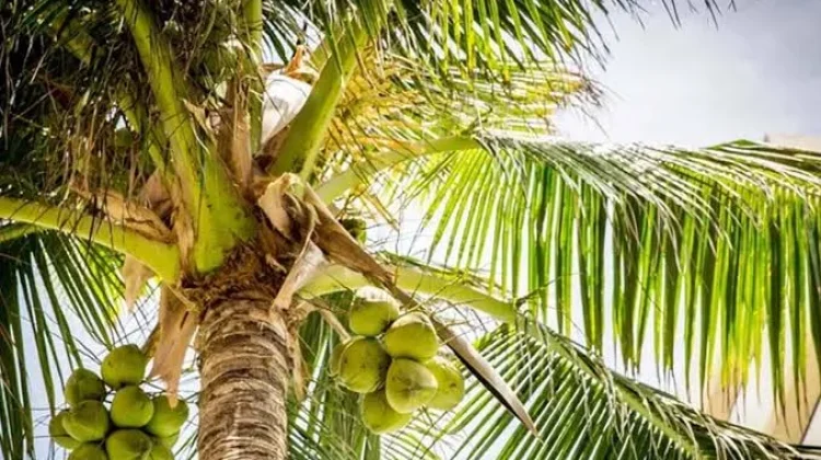 Kabupaten Pesisir Selatan Daerah Penghasil Kelapa Terbesar di Sumatera Barat