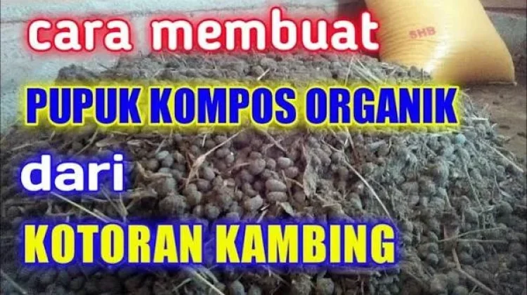 Cara Membuat Pupuk Cair Dari Kotoran Kambing