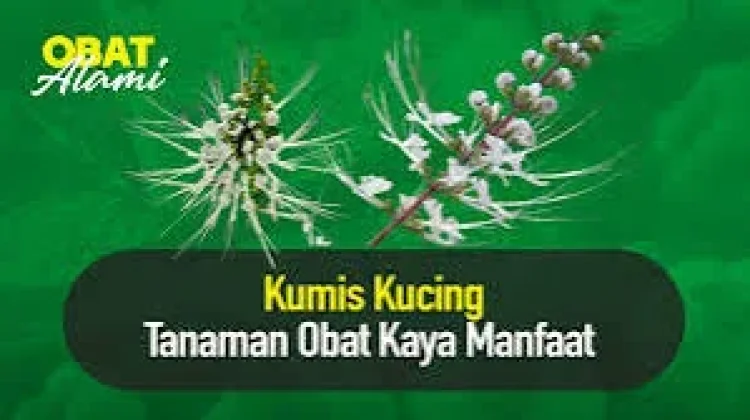 Khasiat Kumis Kucing untuk Kesehatan