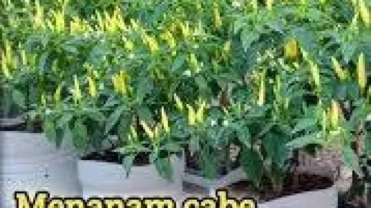 Cara Menghasikan Cabai yang Lezat, Berbobot, dan Berbuah Lebat
