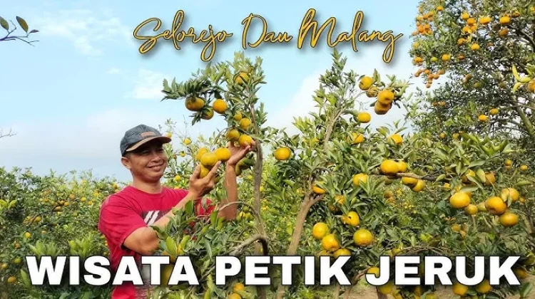 Wisata Petik Jeruk, "Liburan Seru Sambil Menikmati Kesegaran Buah"