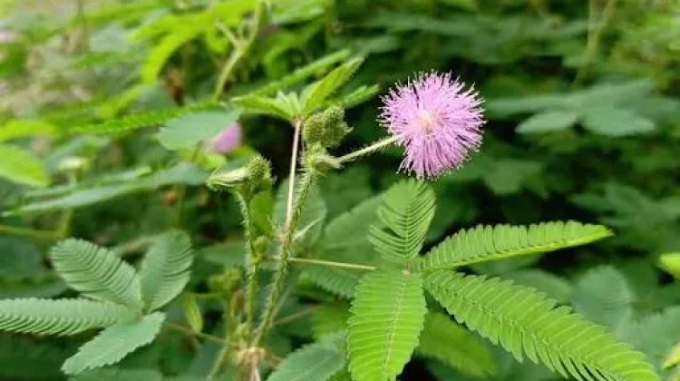 Daun Putri Malu ternyata Mengandung Nutrisi yang Sayang Dilewatkan