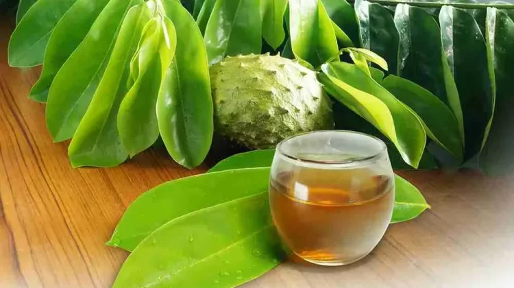 Efektivitas Daun Sirsak bagi Kesehatan, Kenali Manfat, dan Batasannya