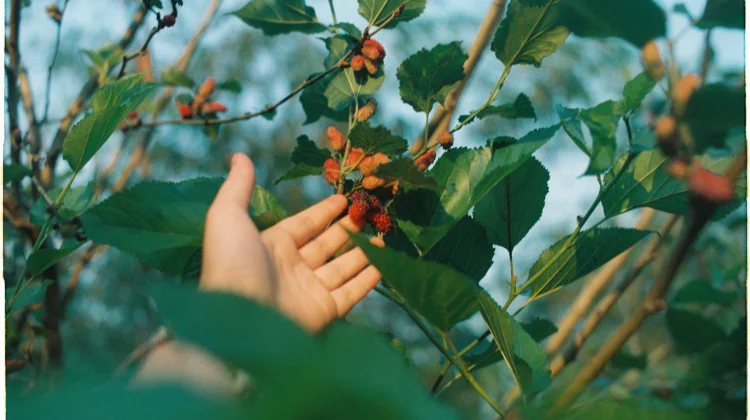 Jangan Remehkan Buah Murbei! Ini Beragam Manfaatnya bagi Kesehatan