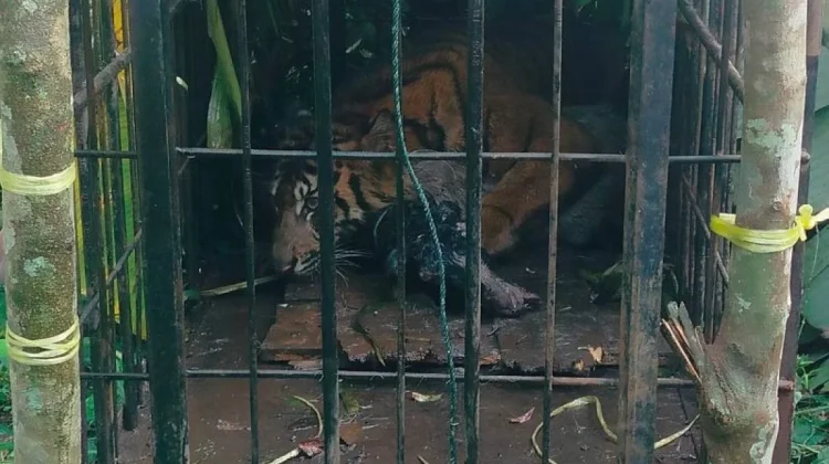 BKSDA Berhasil Evakuasi Harimau yang Memangsa Ternak Warga di Psia Laweh Palupuh