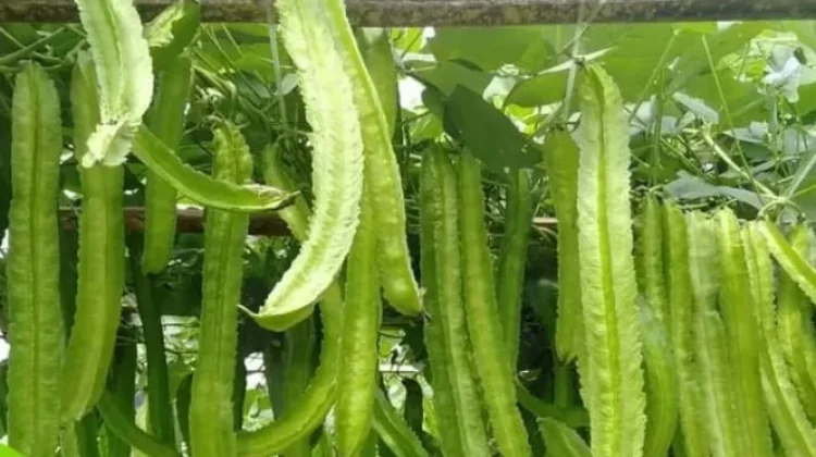 Kecipir, Sayuran Tradisional Kaya Manfaat yang Mulai Jarang Ditemukan
