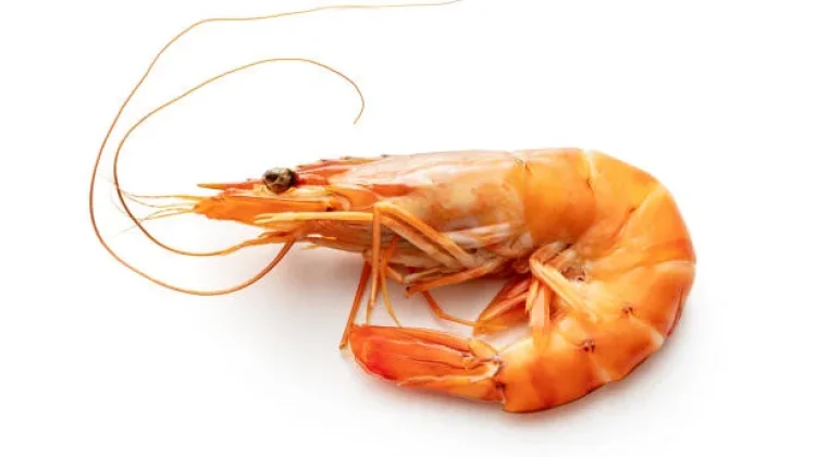 Inilah Beragam Manfaat Udang bagi Kesehatan