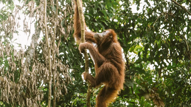 Orangutan: Primata Cerdas dari Hutan Indonesia