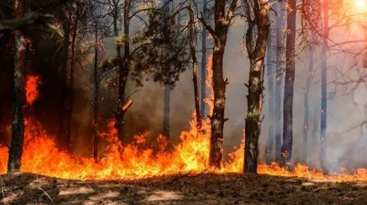 Bukan Sekadar Api, Ini yang Membuat Karhutla Sulit Dikendalikan
