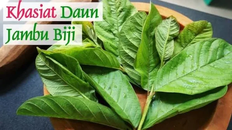 Mengenal Manfaat Daun Jambu untuk Kesehatan Tubuh