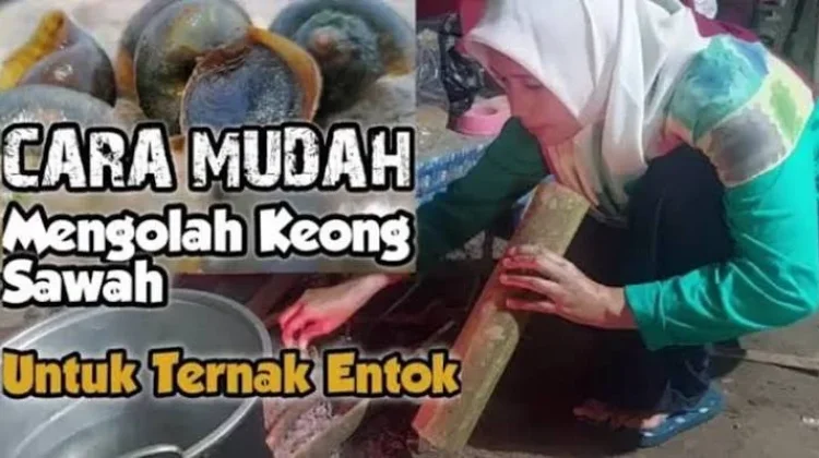 Mengolah Keong Sawah Jadi Pakan Ternak