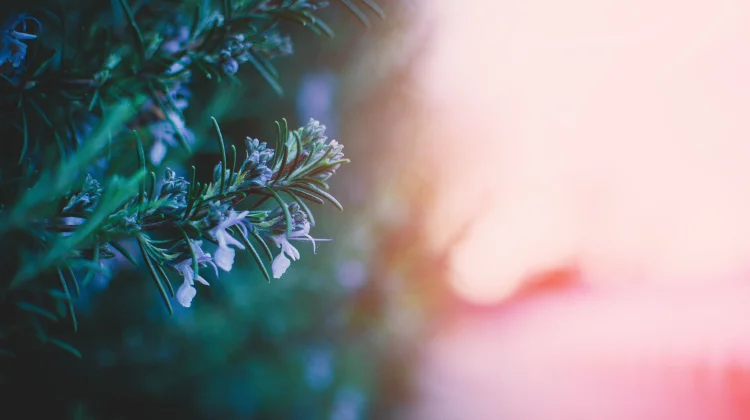 Benarkah Minyak Rosemary Bisa Menyuburkan Rambut?