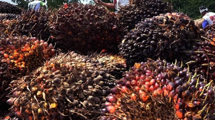 Harga TBS Sawit Pasaman Barat Tembus Rp3.942,33 per Kilogram