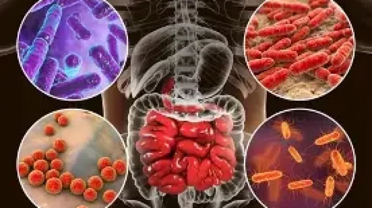 Gut Health, dan Perannya bagi Pencernaan serta Kesehatan Tubuh