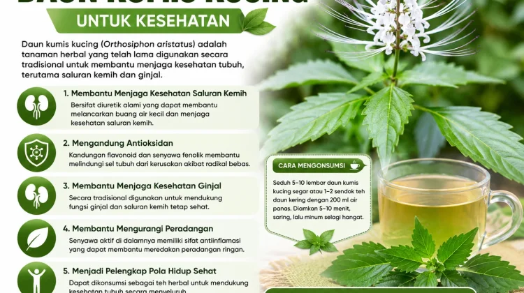 Manfaat Daun Kumis Kucing untuk Kesehatan