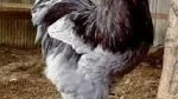 Brahma Ayam Hias Berukuran Besar yang Menarik untuk Dipelihara
