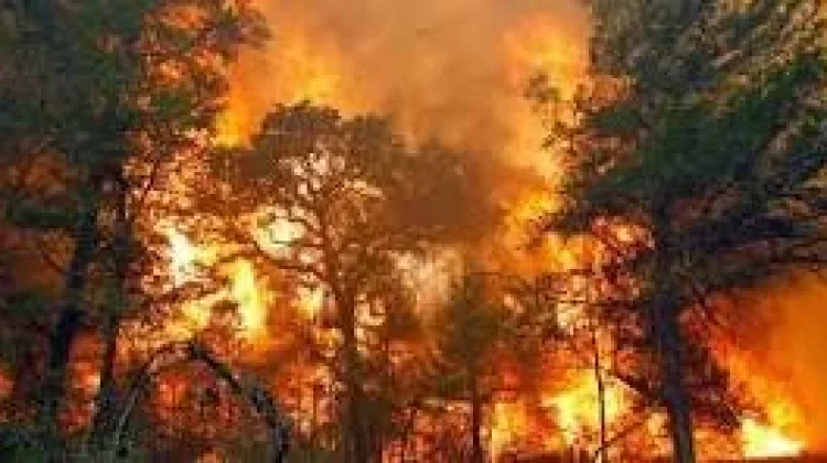 Bahaya Pembakaran Hutan bagi Lingkungan dan Kehidupan